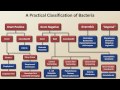 Classification of Bacteria (Antibiotics - Lecture 1)