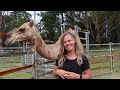 Do Camels Make Good Pets?