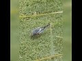 Our little Yellow Rumped Warbler