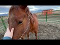 ~Training a SCARED horse~Dealing with past trauma in AUCTION horses~