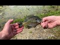 Beating the Banks•Panfish and Bass