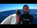 13 wahoo 2.5 hours | $2000 Morning | Commercial Spearfishing Profit Breakdown $$$