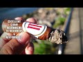 The Best Woodsy Cigar. Review of Crowned Heads Mil Dias Sublime Toro.