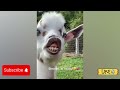 🐶😹 Cute and Funny Animal Compilation: Laughing Guaranteed! #3 😻🎉#animalcompilation #trynottolaugh