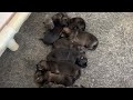 757-483-0717 German Shepherd puppies