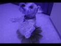 Dancing Ballerina Dog