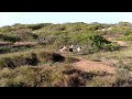 Albatross 20150329 Ka'ena Point Oahu