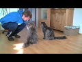 Maine Coon Clickertraining