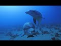 Aquarium 4K VIDEO (ULTRA HD) 🐠 Beautiful Coral Reef Fish - Relaxing Sleep Meditation Music #4