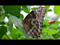 Blue morpho butterfly