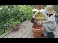 No subtitle, No BGM / Beautiful garden Healing video 🌿 for 1 hour