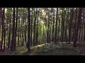 [ Study Sleep Relax🌳 ] In The Forest 2 1H 🌲  Relaxing Acoustic Background Music (Royalty Free)