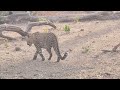 Leopard Hira attempting a kill @Rajajinationalpark , May '24