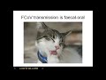 The Truth About the Feline Infectious Peritonitis Vaccine