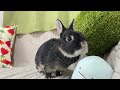 Rabbit room renovation! The rabbit that couldn't stop getting excited was too cute [No.528]