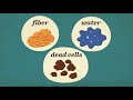 How your digestive system works - Emma Bryce