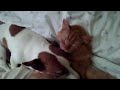 Cat and Jack Russell Terrier are best buddies!