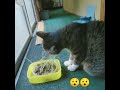 オクラマヨネーズ&根を食べる猫😱😂🌱Okra Mayonnaise Recipe & Cat Eating Roots