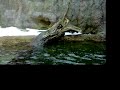 Columbus Zoo Otters 1