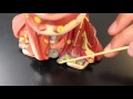 Circulatory System | Arteries & Veins of the Head & Neck | Head Model