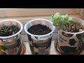 Sowing old tomato seeds