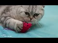 Soothing music for cats🎼😺, Kittens in love, cute playing, cat sounds - Cat music💖