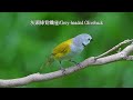 灰頭綠背織雀/Grey-headed Oliveback