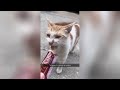 Try Not To LAUGH CATS Videos 😁 Funny Cat Memory 😹😍 #24