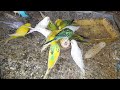 Corny Delight: Love Birds Relish Corn as Tasty Treats! 🌽🐦😋 | My Pets My Garden