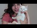 Owning a Ragdoll Cat || What to know