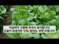 김장배추 토양 만들기 이렇게 준비하면 병 없이 잘 자라고 올해 배추 농사 성공합니다. #주말농장 #김장배추 가꾸기.