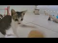 😻 Adorable Pets Doing the Funniest Things ❤️😻 Funniest Animals 😘😆
