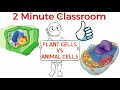 Plant Cell vs Animal Cell | 3 Key Differences