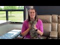 Ideas for Setting Up Your RV to Live with Cats