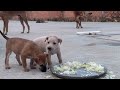 Dog Eating Mix Food with Rice