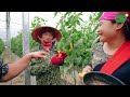 Harvesting Palermo Peppers in Moc Chau - Making Pepper Salad - Enjoying Steamed Bamboo Rat | SAPA TV