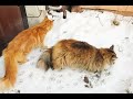 ОХОТА НА ЗАЙЦА КОШКИ НА СНЕГУ HARE HUNTING IN THE SNOW