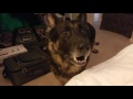 German Shepherd Throws a Temper Tantrum