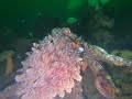 Giant Pacific Octopus, Hood Canal