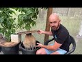 How to Grow Kratky Hydroponic Tomatoes