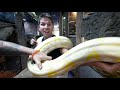 RARE WHITE RAINBOW SNAKES BORN AT REPTILE ZOO!! | BRIAN BARCZYK