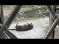 여름에 성수동에서 본 고양이