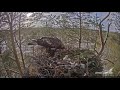Golden eagle brought owl and feeds chick