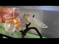 Arowana fish Vs Goldfish