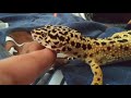 Gecko doesn't want belly rubs