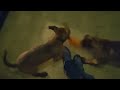 Cane Corso puppies play fighting over a chicken!