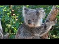 Koala bear - World of Animals 4K