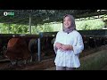Cara Ternak Sapi Ala Diva's Cow Hingga Menghasilkan Omzet Ratusan Juta