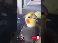 Monty The Naughty Cockatiel's weekly moments. ❤️❤️part 45❤️❤️ #monty #viral