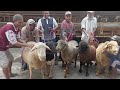 The biggest sheep stud in village farm | Dorper Sheep, Texel Sheep, Merino Sheep, Suffolk sheep